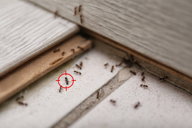 Best Residential Pest Control  in Abaster, AL