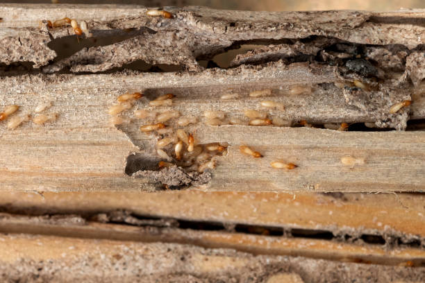 Spider Control Near Me in Alabaster, AL